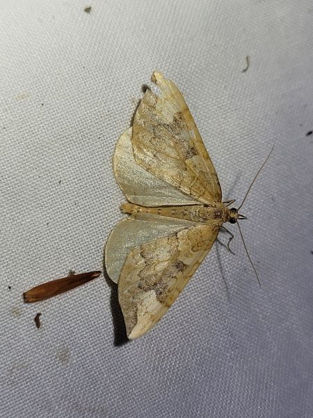 Eulithis populata  - Thomas Lux