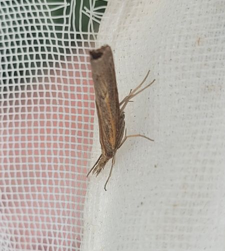 Pediasia contaminella  - Thomas Lux