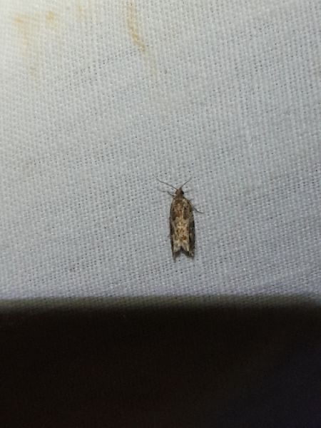Rhopobota naevana  - Sylvain Lethuillier