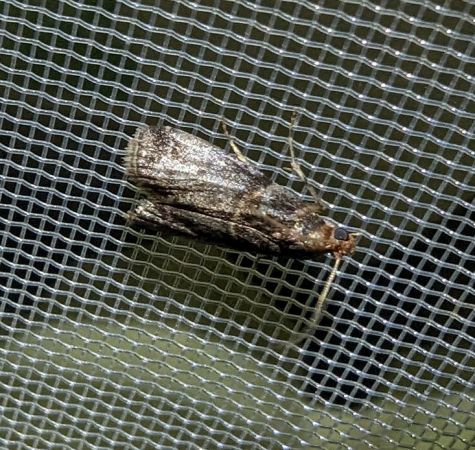 Acrobasis advenella 