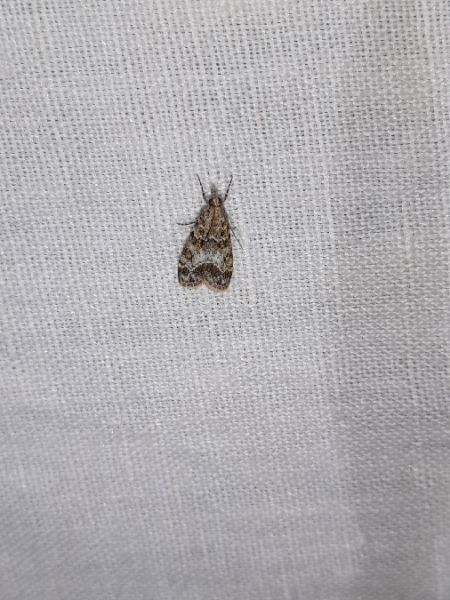Eudonia mercurella  - Sylvain Lethuillier