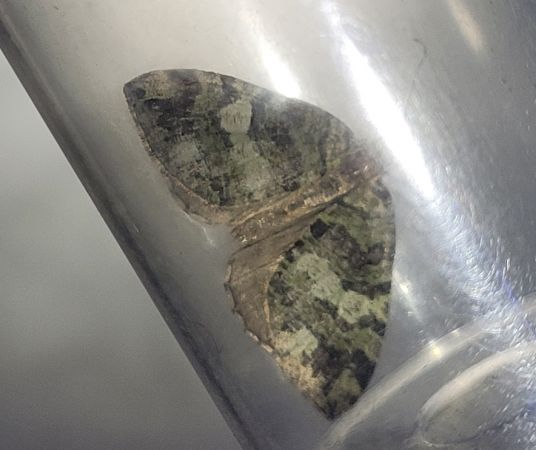 Hydriomena furcata  - Thomas Lux