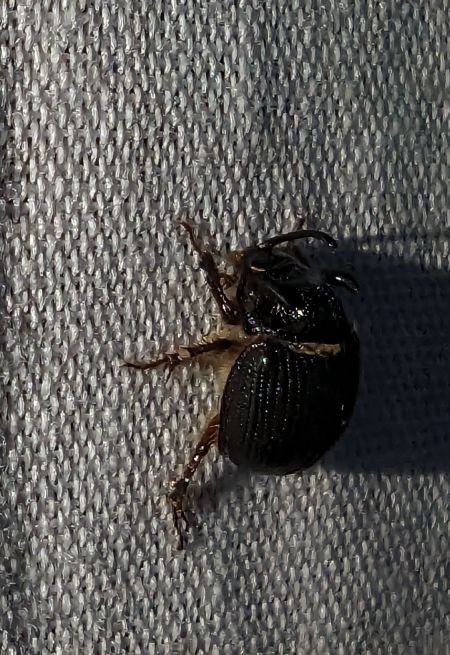 Odonteus armiger 