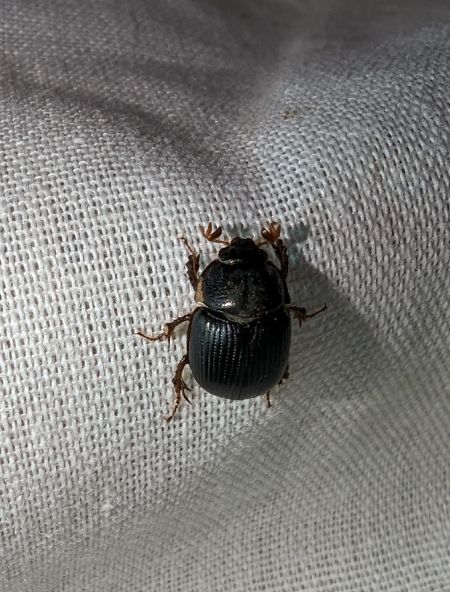 Odonteus armiger 