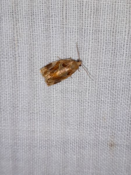 Archips xylosteana  - Sylvain Lethuillier