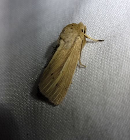 Mythimna straminea  - Thomas Lux