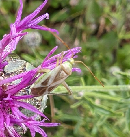 Adelphocoris lineolatus 