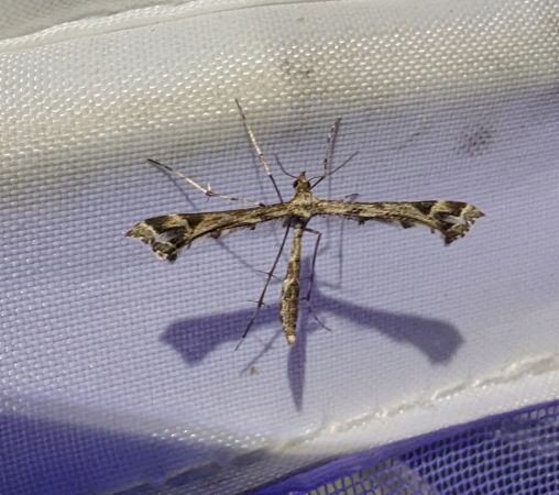 Amblyptilia acanthadactyla 