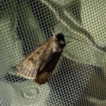 Caradrina morpheus 