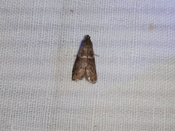 Ortholepis betulae  - Sylvain Lethuillier