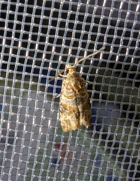Lobesia sp. 