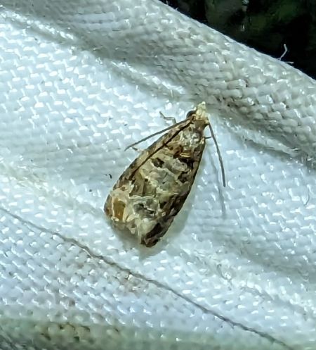 Lobesia sp. 
