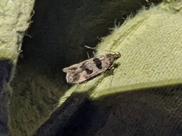 Mirificarma maculatella 