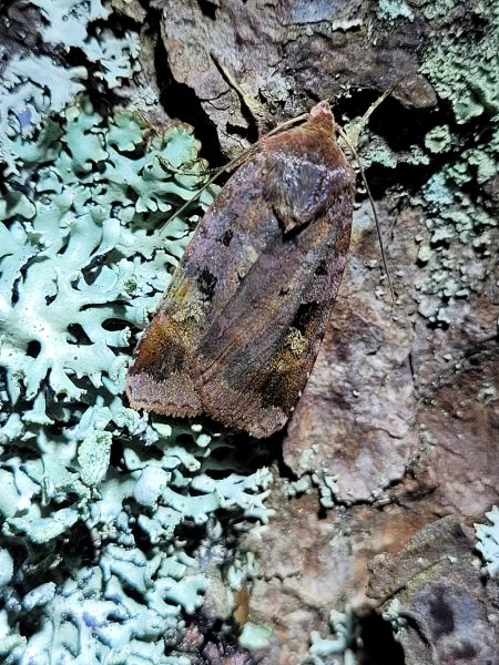 Diarsia brunnea  - Thomas Lux