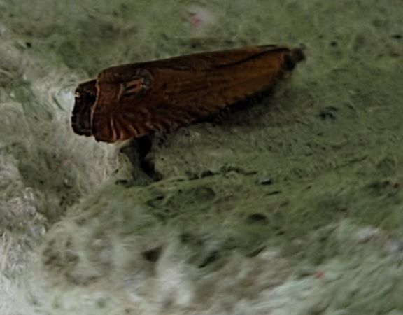 Lathronympha strigana  - Thomas Lux