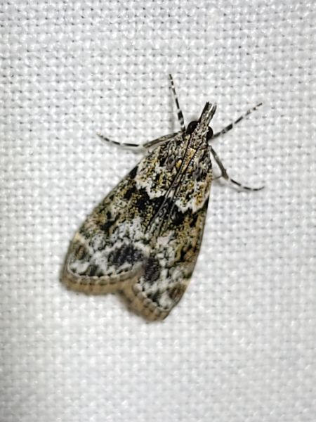 Eudonia delunella  - Thomas Lux