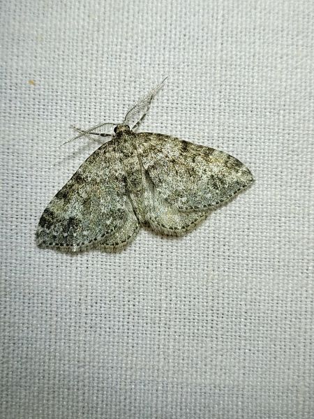 Mesotype didymata  - Thomas Lux