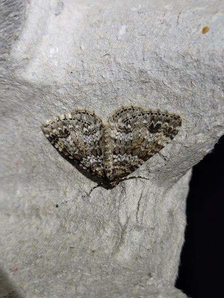 Mesotype didymata  - Thomas Lux