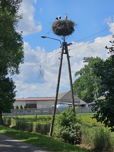 White Stork  - Monika Januchowska