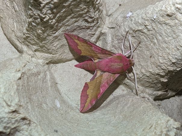 Petit Sphinx de la vigne 