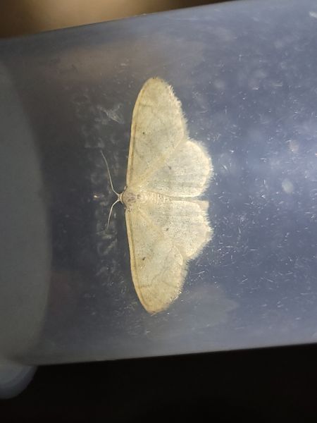 Idaea deversaria  - Thomas Lux
