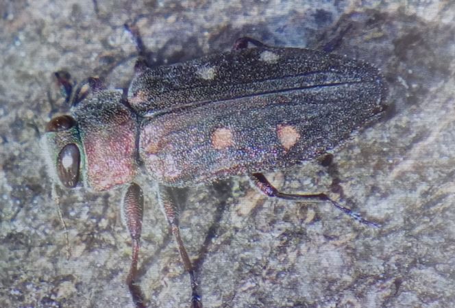 Chrysobothris affinis  - Christian Rust