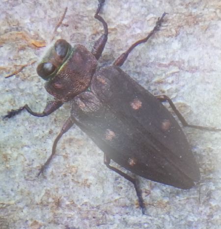Chrysobothris affinis  - Christian Rust
