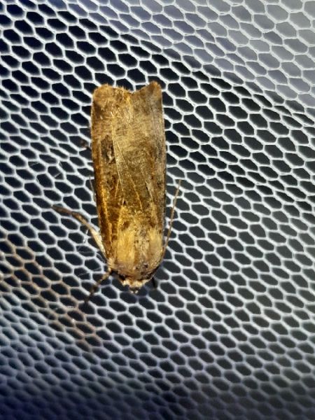 Agrotis clavis  - Sylvain Lethuillier