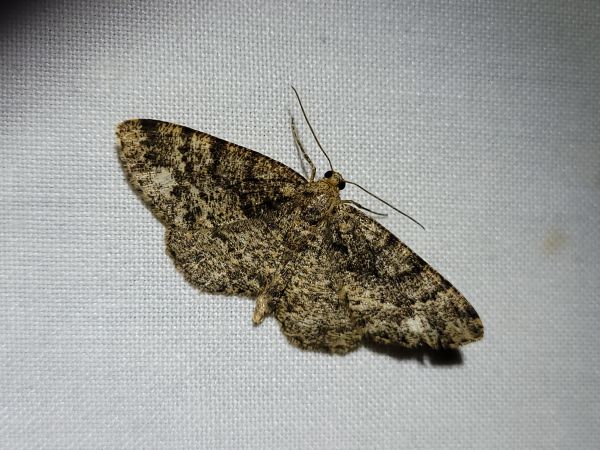 Parectropis similaria  - Thomas Lux