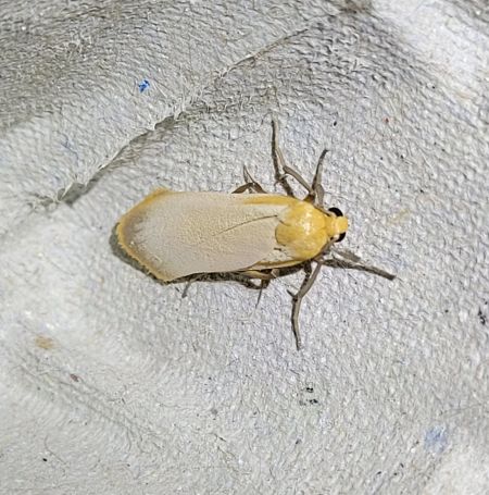 Lithosie déprimée (L. ocre)  - Thomas Lux