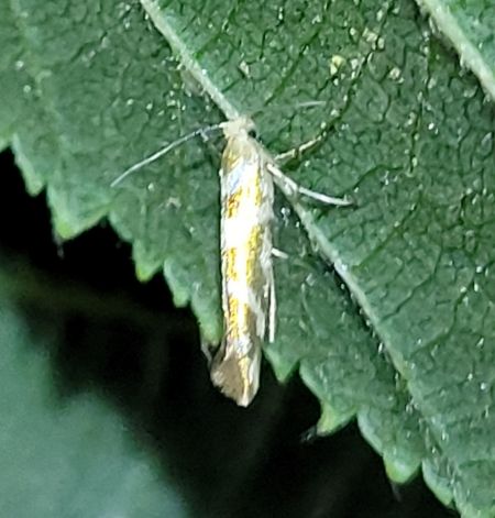 Argyresthia goedartella  - Thomas Lux
