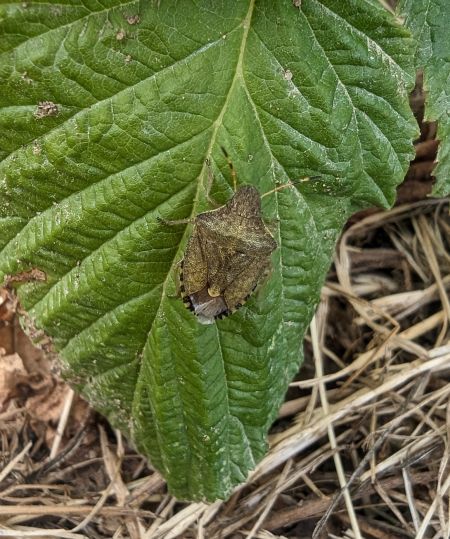 Peribalus strictus vernalis 