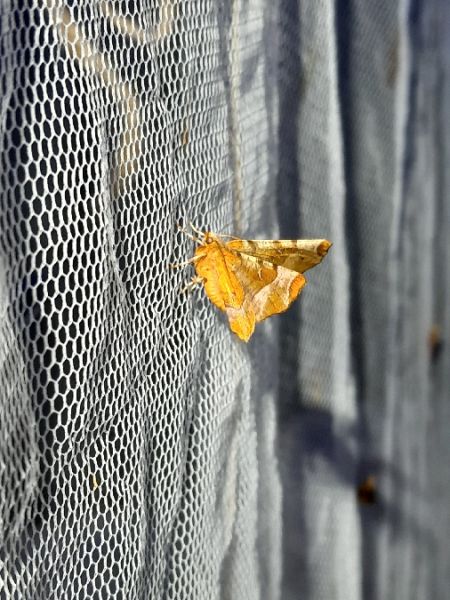Selenia tetralunaria  - Sylvain Lethuillier