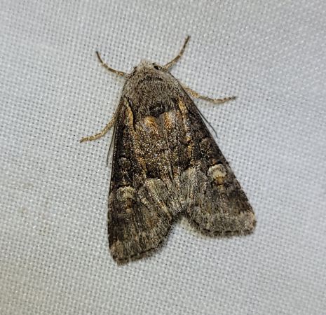 Brachylomia viminalis  - Thomas Lux