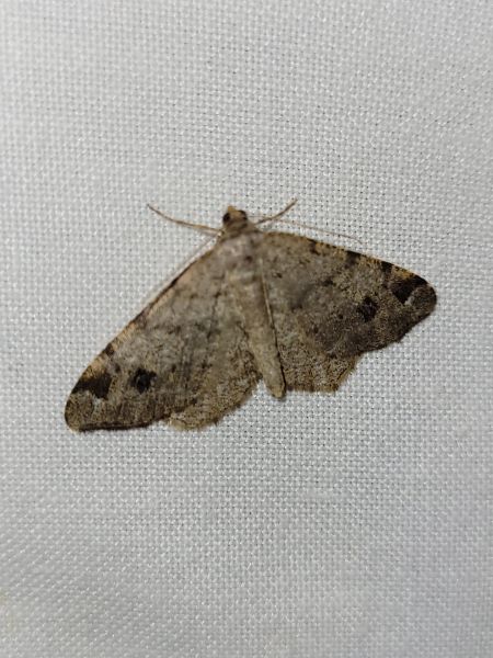 Macaria signaria  - Thomas Lux