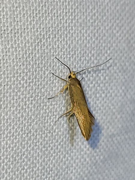 Crassa unitella  - Thomas Lux