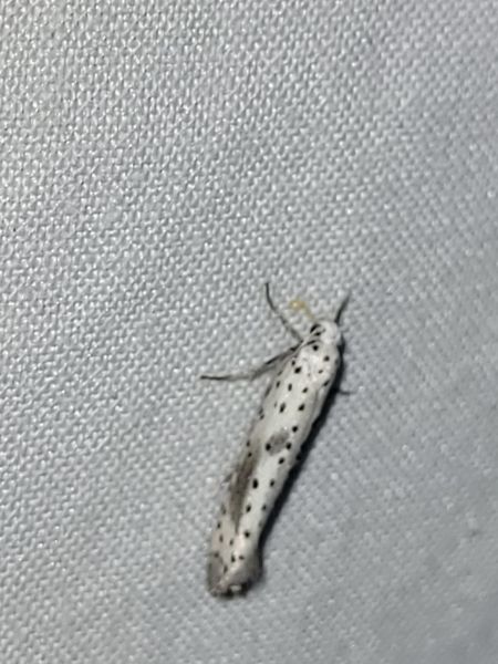Yponomeuta irrorella  - Thomas Lux
