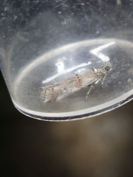 Pempelia palumbella  - Thomas Lux