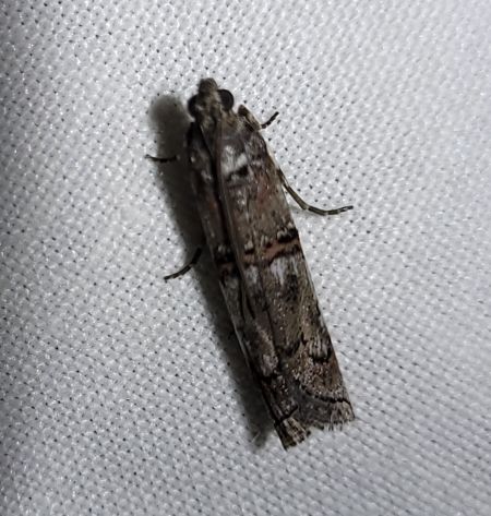 Pempelia palumbella  - Thomas Lux