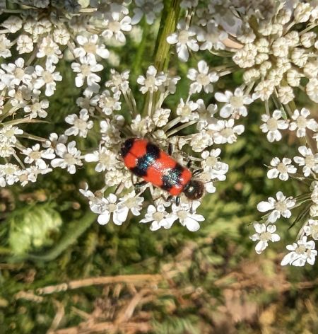 Clairon des abeilles 
