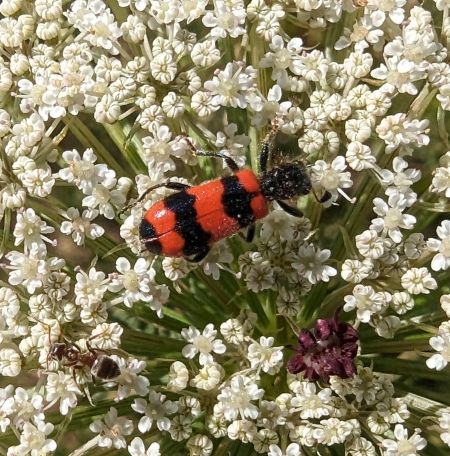 Clairon des abeilles 