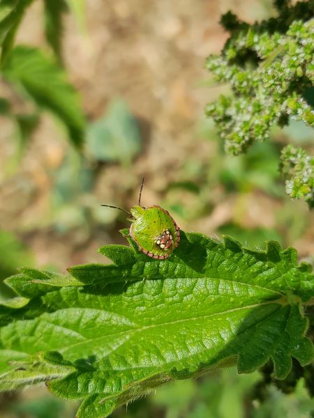 Nezara viridula  - Sylvain Lethuillier