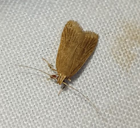 Helcystogramma rufescens  - Thomas Lux