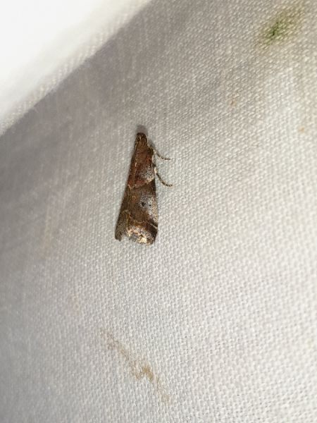 Acrobasis suavella  - Sylvain Lethuillier