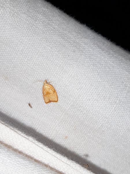 Acleris forsskaleana  - Sylvain Lethuillier