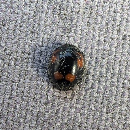 Exochomus quadripustulatus 