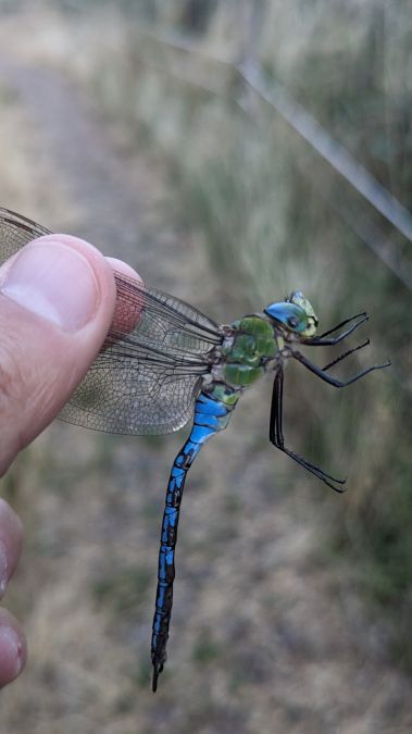 Anax empereur 