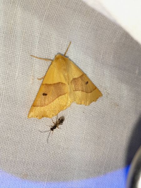 Crocallis elinguaria  - Sylvain Lethuillier