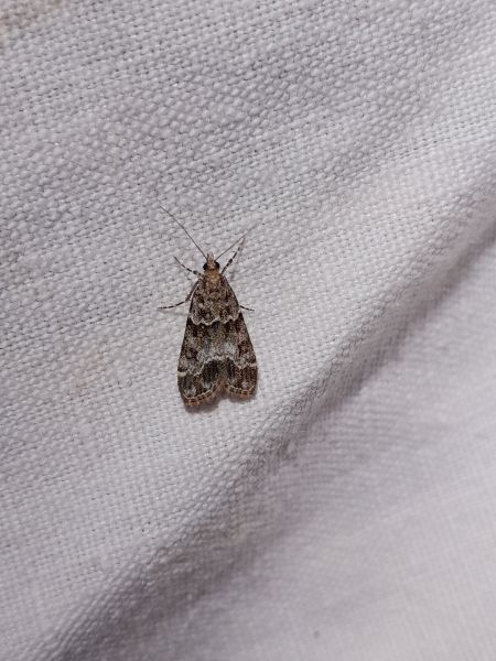 Eudonia mercurella  - Sylvain Lethuillier