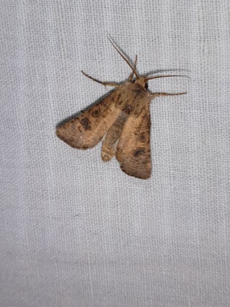 Agrotis clavis  - Sylvain Lethuillier